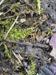 Kindbergia praelonga