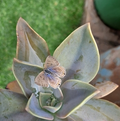 Anthene livida livida