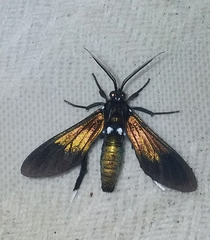 Macrocneme chrysitis
