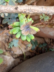 Anthene livida livida