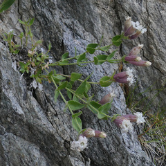 Silene cordifolia