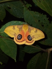 Automeris jucunda