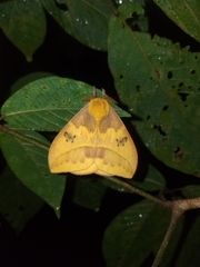 Automeris jucunda