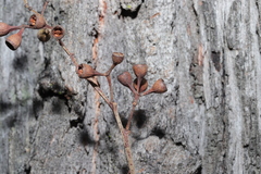 Eucalyptus siderophloia