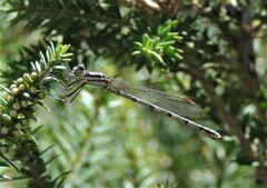 Austrolestes annulosus