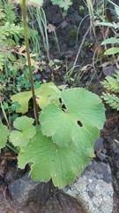 Ranunculus cortusifolius image