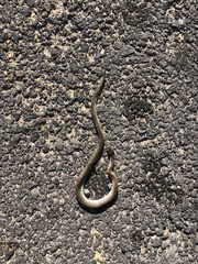 Crotaphopeltis hotamboeia