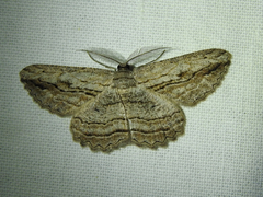 Scioglyptis loxographa