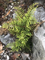 Gleichenia dicarpa