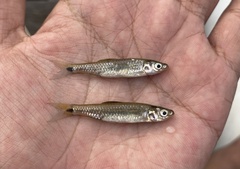 Rasbora elegans
