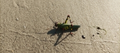 Zoniopoda tarsata