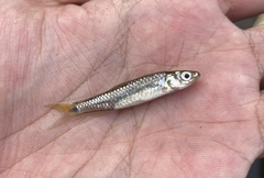 Rasbora elegans