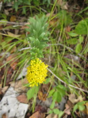 Solidago shortii