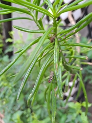 Limnophora obsignata