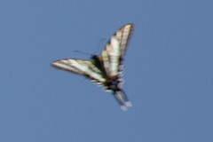 Protographium leosthenes