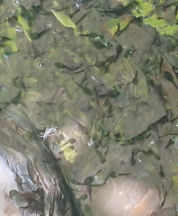 Bufo bankorensis