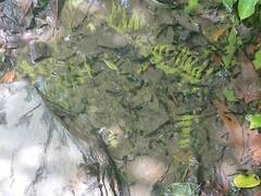 Bufo bankorensis