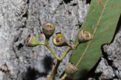 Eucalyptus siderophloia