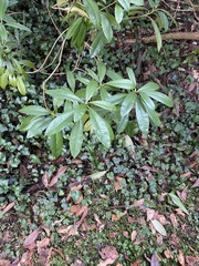Rhododendron ponticum