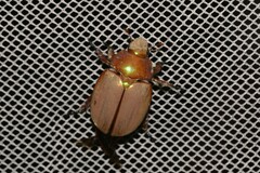 Anoplognathus viriditarsis