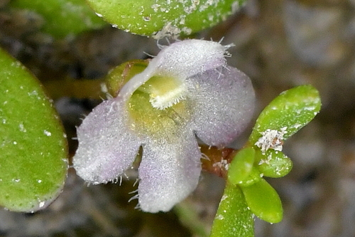 Image of Glossostigma elatinoides by (c) Christopher Stephens, some rights reserved (CC BY-SA)
