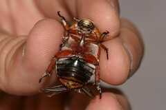 Anoplognathus viriditarsis