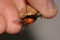 Anoplognathus viriditarsis