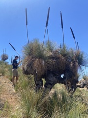 Xanthorrhoea quadrangulata