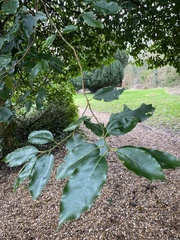 Prunus lusitanica