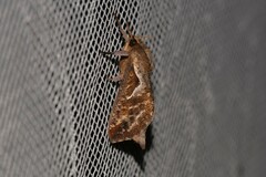 Elhamma australasiae