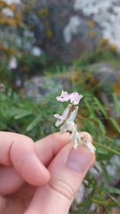 Vicia hirsuta