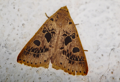 Herminodes atrosignata