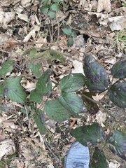 Rubus fruticosus