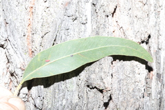 Eucalyptus siderophloia