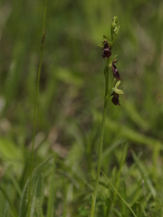 Ophrys insectifera