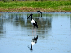 Ephippiorhynchus asiaticus