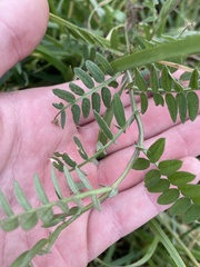 Vicia villosa