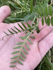 Vicia villosa