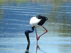 Ephippiorhynchus asiaticus