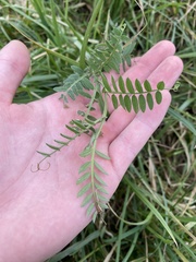 Vicia villosa