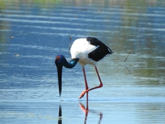 Ephippiorhynchus asiaticus