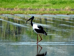 Ephippiorhynchus asiaticus