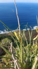 Ceropegia dichotoma image