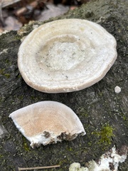 Trametes gibbosa
