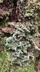 Cladonia squamosa