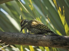 Dryobates spilogaster