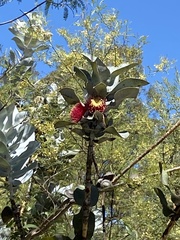 Eucalyptus macrocarpa