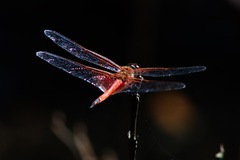 Tramea loewii
