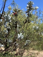 Eucalyptus macrocarpa