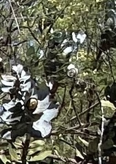 Eucalyptus macrocarpa